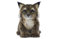 HANSA Animal Plüschtier Lynx, sitzend, 18 cm, Grau