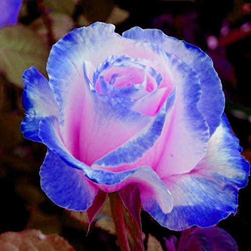Oce180anYLVUK Semi di rosa, 30 pezzi/borsa Semi di rosa Piante rare profumate Semi di piante da tavolo con fiore blu-rosa per giardino rose seed