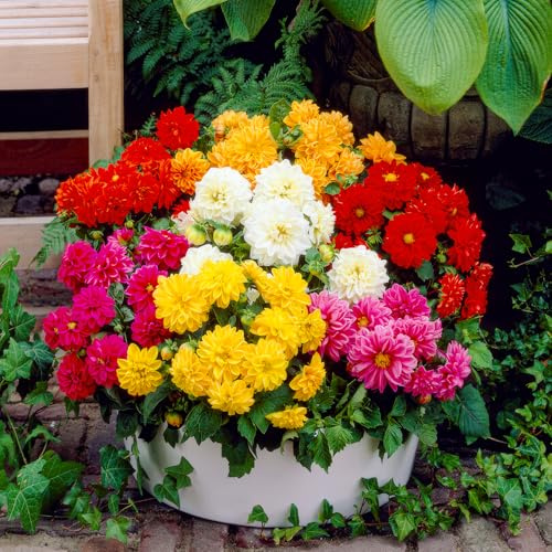 FLORIUM - Rand Dahlien knollen Border Kollektion (5 blumenzwiebeln) | Exklusivmischung aus Holland | 5 Sorten und Farben | Mehrjährig Dekoration für Garten, Balkon (keine Samen, nicht winterhart)