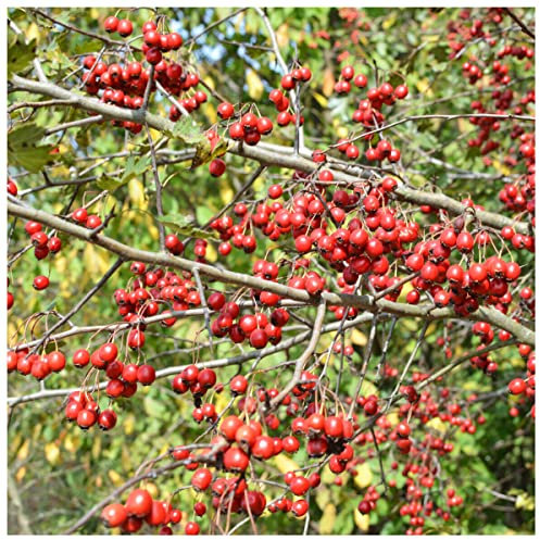 10 Hawthorn Hedging Plants, 3-4ft Hedges, Native Hawthorne,Quickthorn,Mayflower 3fatpigs®