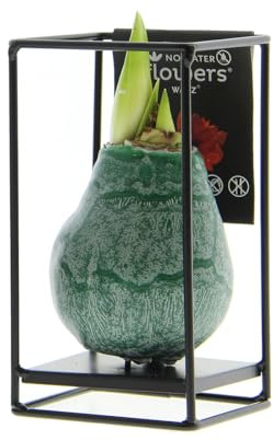 Bloomique - Industrial Grün - Amaryllis in Wachs - No Water Flowers - Blumenzwiebel in Wachs - Weihnachtsgeschenke und Deko - 15cm hoch bei Lieferung - Wächst zu 30-50 cm