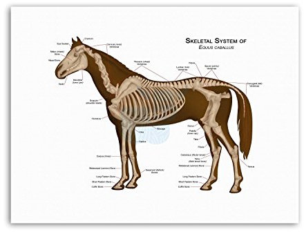 Wee Blue Coo ANIMALS SKELETON BONES HORSE ANATOMY Poster Canvas art Prints