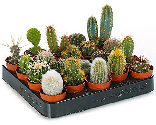 10 X VERSCHIEDENE KAKTEEN ARTEN IN 5.5 CM TÖPFEN