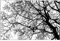 Silikon-Stempel mit Baum-Hintergrund, transparent, Haftversiegelung, Sammelalbum, Prägealbum