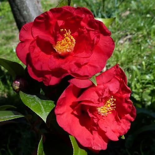 Camelia Japonica “Dr Burnside” – H 90 cm in Vaso Ø18 cm – Fiore Rosso Intenso Semidoppio – Pianta Acidofila da Giardino o Vaso – FOTO REALI