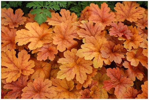 1 x Heucherella Hybride 'Buttered Rum' im 1 Liter Topf (Staude/Winterhart/Bodendecker/Mehrjährig/Immergrün) Purpurglöckchen/Heuchera - Ein Gartenhighlight in Bernstein und Kupfer - von Stauden Gänge