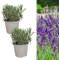 Carbeth Plants Large Lavender Herb Plant - 2 x 14cm Pot - Upright and Bushy English Lavender Plants - Indoor & Outdoor Herbs Pots for Beginners and Expert Growers