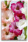 Premium Textil-Leinwand 50 x 75 cm Hoch-Format Gladiolen, Leinwanddruck von Gisela Kruse