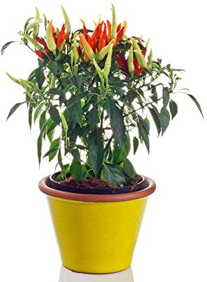 Chili Jalapeno Pflanzen Samen - Paprika Chilisamen Peperoni - Capsicum Annuum - Kleines Geschenk Für Frauen Heilkräuter Bonsai Topf Luftreinigende Zimmerpflanzen Gartenarbeit Calathea Pflanze 120 pcs