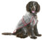 KARLIE Regenmantel CLASSIC für Hunde transparent in 8 Größen (von 30 - 60cm)