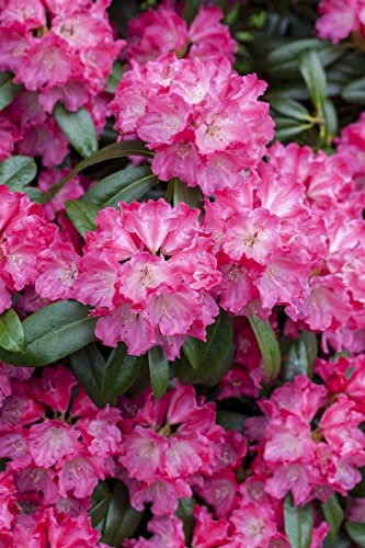 Rhododendron Hybr.'Germania' -R- C 7,5 40-50 Rhododendron-Hybride 'Germania'®,winterhart, deutsche Baumschulqualität, im Topf für optimales anwachsen