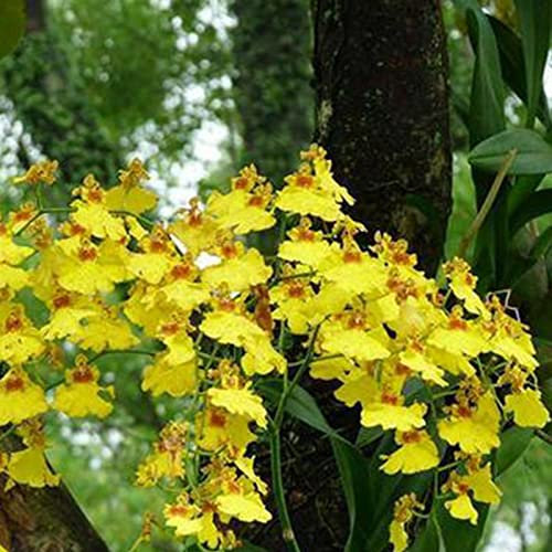 Saterkali Fleischfressende Fettkraut-Samen, 50 Stück Fleischfressende Fettkraut-Samen, volle Sonne, benötigen farbenfrohe Pflanzen, dekorative fleischfressende Fettkraut-Samen für den Garten