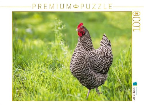 CALVENDO Puzzle Plymouth Rock Huhn auf grüner Wiese | 1000 Teile Lege-Größe 64 x 48 cm Foto-Puzzle für glückliche Stunden