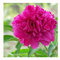 40 Peonia Paeonia suffruticosa Ranunculaceae Semi ~ giardino di Chris:Seeds Only