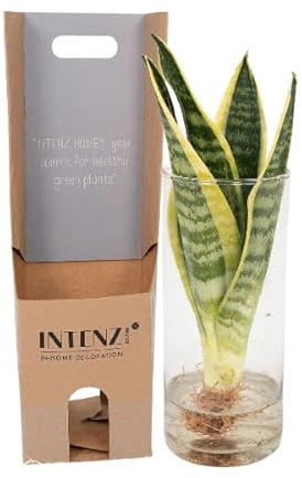 Sansevieria im Glaszylinder – Ø12cm – 30cm – Pflegeleichte Zimmerpflanze im dekorativen Glasgefäß – Luftreinigend & robust – Für Wohnzimmer, Büro oder Schlafzimmer