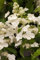 Hydrangea paniculata 'Levana' 30-40 cm - Rispenhortensie, weiße Blüten, Blütezeit Juli-September, ideal für Rabatten, bienenfreundlich, winterhart
