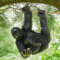 THE ENCHANTED GARDEN Hanging Gorilla Large Garden Statue Black Resin Outdoor Ornament