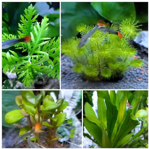 1000 piezas plantas acuáticas semillas de acuario, semillas de plantas de acuario, plantas acuario cama elevada semillas de hierba de agua plantas acuáticas acuario plantas de estanque