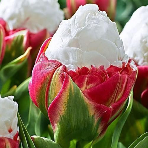 anwhriet 100pcs/Bag Tulpensamen, mehrjährige blühende Blütenpflanzen Dual-Color-seltene Eisblumensamen, zieht Schmetterlinge und Bienen für Garten an