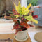 Codiaeum Variegatum Excellent | Bunter Wunderstrauch Zimmerpflanze | 35-45 cm mit Topf