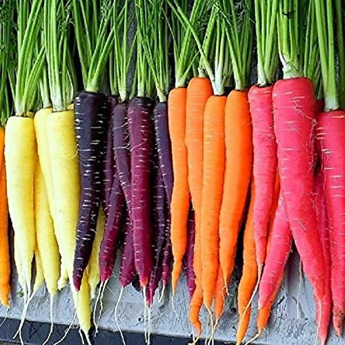 Saterkali Semi di carota arcobaleno, 800 pezzi di carota arcobaleno misti nutrienti Pianta da orto facile da coltivare Semi Di Carota