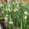 4 pcs Märzenbecher Zwiebeln Kaufen - blumen zwiebeln, minigarten Leucojum vernum - frühlingsblumen zwiebeln, zimmerbonsai bonsai winterharte kübelpflanzen, blumen für balkon topfpflanzen
