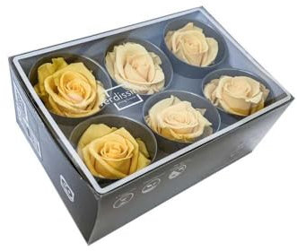 6 rose stabilizzate giallo