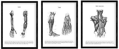 Nacnic Anatomie Poster 3er-Set. Vintage Stil Wanddekoration Abbildung von Arm Zurück Bein und andere Körperteile. Verschiedene menschliche Körper und Anatomie Bilder ohne Rahmen. Größe A4.