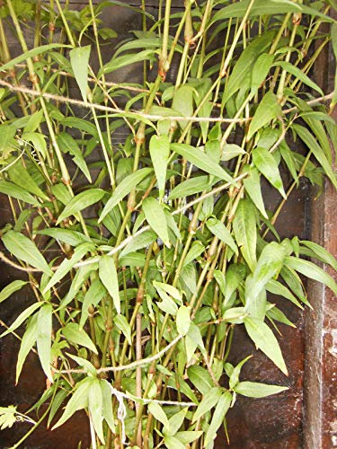 Portal Cool Coriandolo Vietnamita, Persicaria Odorata, Rau Ram, Laksa Foglie 4 Barbatelle