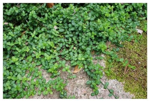100 x Euonymus fortunei 'Minimus' (Bodendecker/Gehölz/Winterhart/Mehrjährig/Immergrün) Kleinblättrige Teppichspindel - sehr pflegeleicht - Immergrüner Bodendecker - von Stauden Gänge