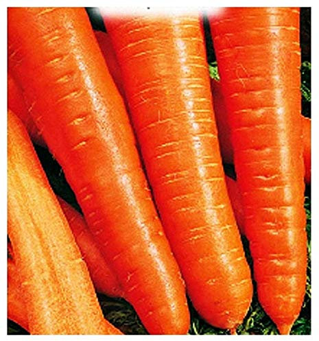 Zanahoria berlicum 2 semillas - verduras - daucus carota - aproximadamente 4500 semillas - las mejores semillas de plantas - flores - frutas raras - zanahorias - idea de regalo -