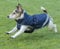 Bucas Freedom Dog Blanket Hundemantel light (Navy, 55)