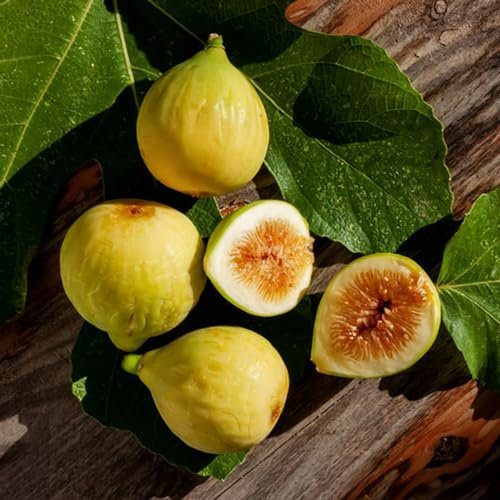 80 pcs feigenbaum winterhart samen - obst samen, bonsai feigenbaum kaufen, Ficus carica, obstbäume, zimmerpflanzen nachhaltige geschenke, pflanzen für garten extrem winterharte kübelpflanzen,