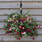 50pcs graines de fleurs fuchsia mélangées