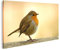 islandburner Prime Bild auf Leinwand Rotkehlchen Bilder Wandbilder Poster