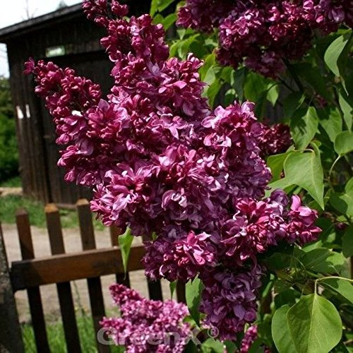 Kanadische Flieder Red Wine 60-80cm - Syringa prestoniae - lebende Gartenpflanze aus den Baumschulen