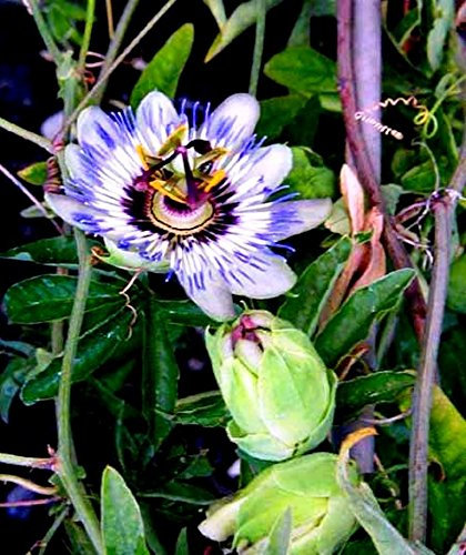 Future Exotics Passionsblume Passiflora caerulea winterhart im Topf