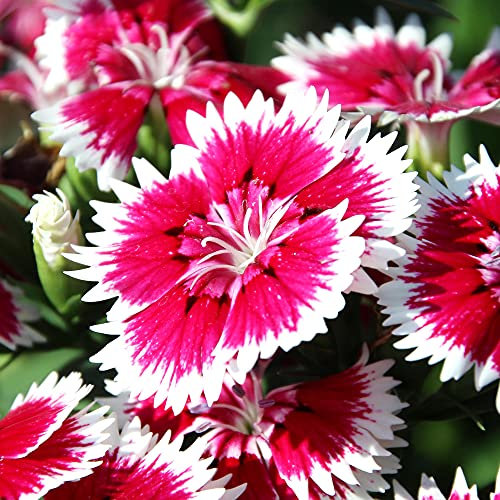 Dianthus Sweet William | Evergreen Garden Ready Perennial Bedding Plants 6 Pack