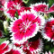 Dianthus Sweet William | Evergreen Garden Ready Perennial Bedding Plants 6 Pack