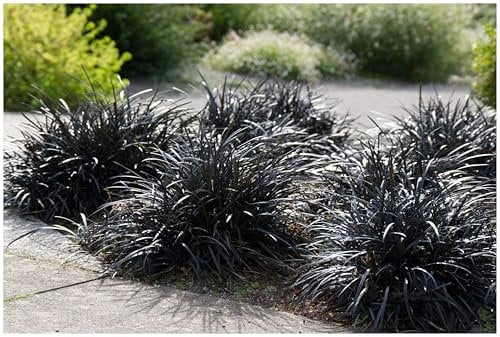 3 x Ophiopogon planiscapus 'Niger' im 1 Liter Topf (Ziergras/Staude/Winterhart/Mehrjährig/Bodendecker/Immergrün) Schwarzer Schlangenbart - Kontraststark und außergewöhnlich - von Stauden Gänge