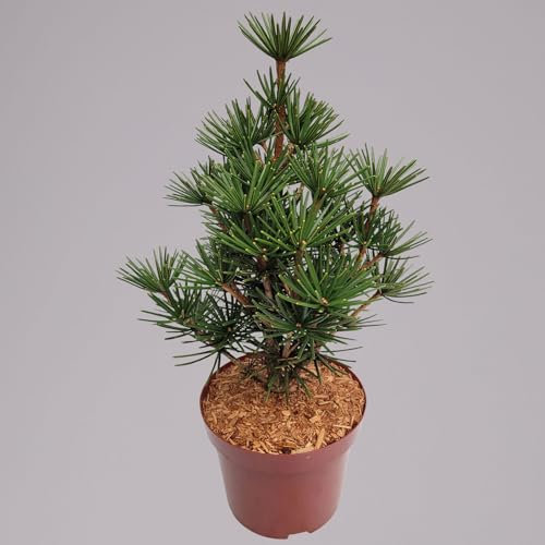 Japanische Schirmtanne 'Beauty Green', Höhe 30-40 cm, Topf 5 Liter