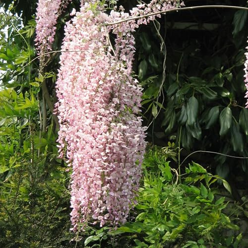 Vivai le Georgiche - Pianta vera di Wisteria floribunda Rosea Wisteria floribunda f. rosea 'Hon-beni' Glicine giapponese 'Honi-beni' - vaso Ø 15 cm - altezza alla vendita 40-60 cm