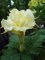 25 Samen - Stechapfel-Samen Ballerinia-gelbe doppelte Blumen-Engels-Trompete