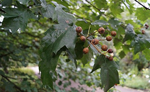 Elsbeere Sorbus torminalis Containerware 125-150 cm