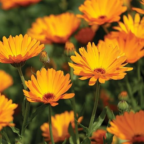 Gardeners Kitchen - Marigold Pot 'Calendula' - 3 x 10cm Plug Herb Plants. (Calendula officinalis)