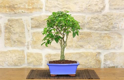 Bonsai di Ligustro (6)