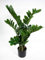 Seidenblumen Roß Zamioculcas Zamiifolia/Glücksfeder 72cm GA Kunstpflanzen künstliche Pflanzen Zamii