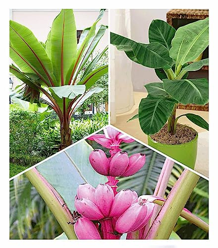BALDUR Garten Bananen Pflanzen Kollektion 3 Pflanzen Musa Banana Tropicana, Winterharte Banane rot, Rosa Zwerg-Banane, Grünpflanze, winterharte Stauden, Bananen-Früchte essbar