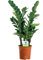 13cm Zamioculca Zamiifolia - 1 Pflanze - Haus/Büro Leben Innenbereich Topf Pflanze Baum