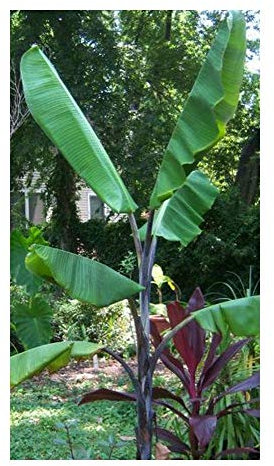 Musa balbisiana atia black - Winterharte Banane - 5 Samen